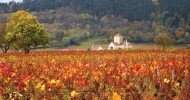 Nuits Saint Georges