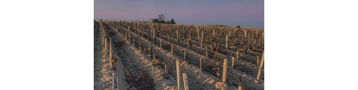 Achat Saint-Estèphe - Grands vins du Médoc