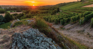 Coteaux du Layon