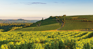 Pouilly-Fumé