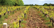 Fiefs Vendéens