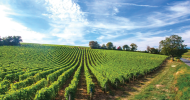 Sauvignon de Touraine