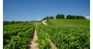 Chambolle-Musigny
