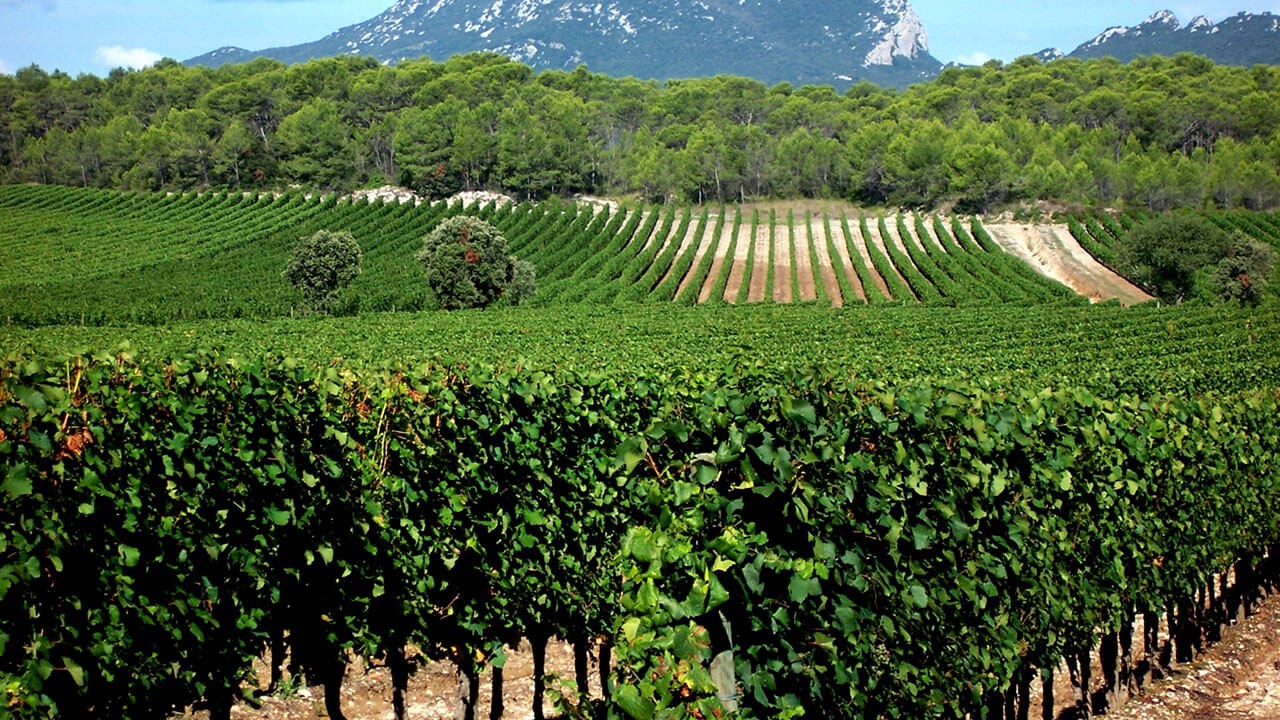 Achat de vin du Languedoc-Roussillon – VINA DOMUS