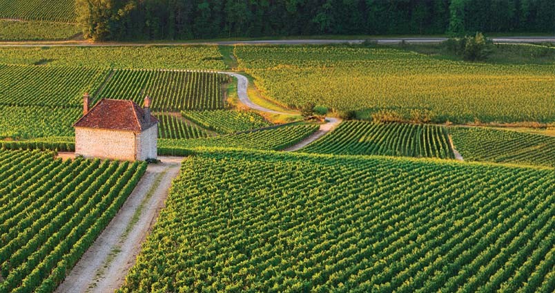 Acheter Gevrey-Chambertin - Grands Crus & Premiers Crus de Bourgogne