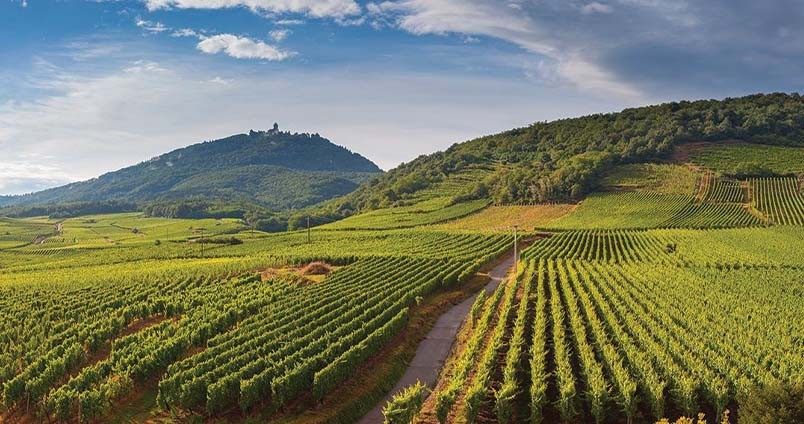 Coteaux Bourguignons - Vins rouges & blancs de Bourgogne à découvrir