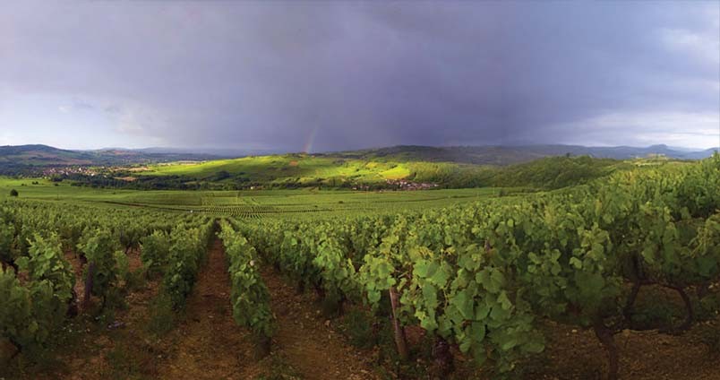 Appellation Maranges : Découvrez les Vins Authentiques de la Côte de Beaune