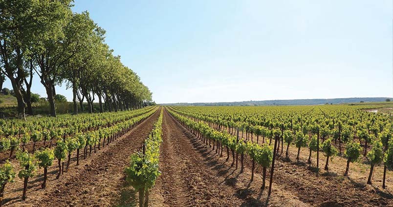 IGP Terres du Midi : Découvrez les Vins Authentiques du Languedoc-Roussillon