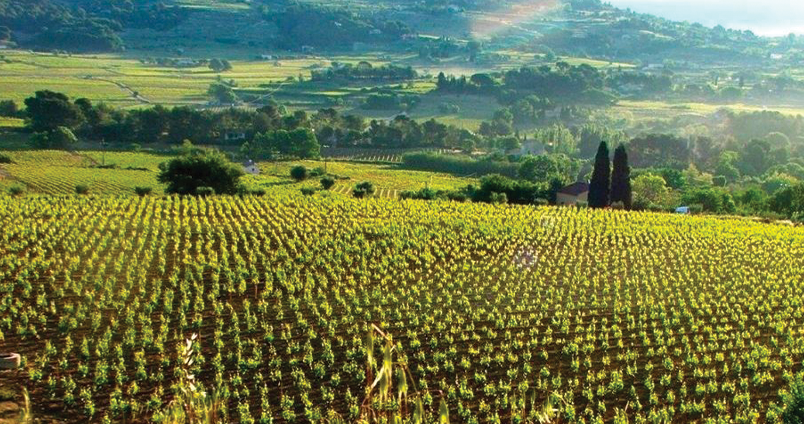 Acheter vin Bandol – AOC d’exception en Provence