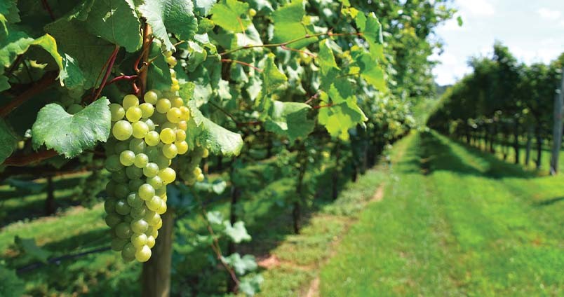Commandez vos vins corses IGP Île de Beauté – Sélection Maître Caviste