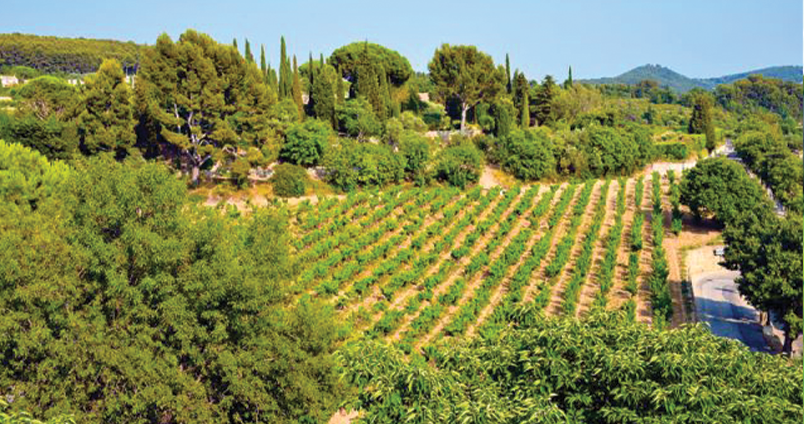 Acheter vin IGP Pays du Var – Rosés et rouges de Provence