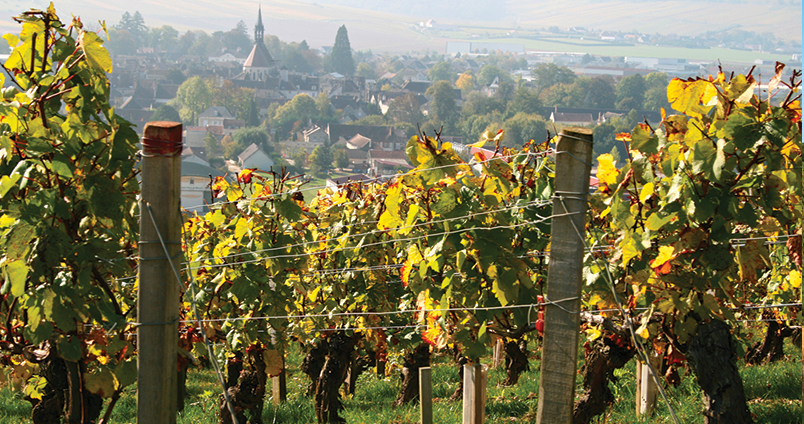 Petit Chablis – Vin blanc minéral et frais de Bourgogne | Achat Vina Domus