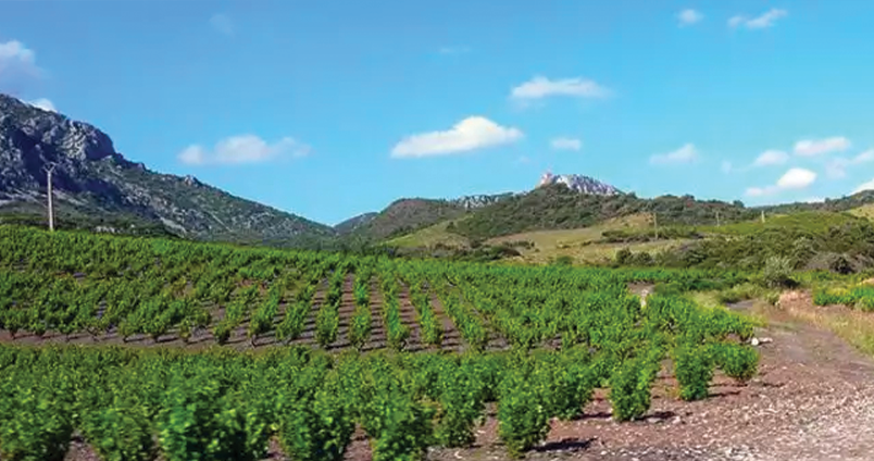 Maury – Vin doux naturel & vin rouge sec du Roussillon | Achat Vina Domus